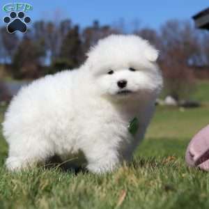 Leo, Samoyed Puppy